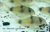 Corydoras_Weitzmani_von_Karsten_Sch_nherr1.jpg