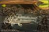 Corydoras_boesemani.jpg