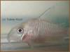 Corydoras_guianensis_von_Tobias_Koch_1.jpg