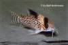 Corydoras_leucomelas_24424_640.jpg