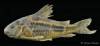 Corydoras_paleatus_lat_NRM_54230.jpg