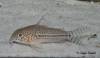 Corydoras_sp_CW050_800.jpg