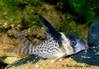 Corydoras_sp_c154.jpg