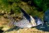 Corydoras_sp_c1541.jpg