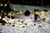 Corydoras_sp_cf_CW049_1_800.JPG