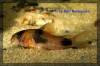 Corydoras_weitzmani_Bild04_600.jpg