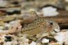 CorydorasspCW32.jpg
