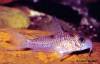 Hans_Gruber_Corys_800_009_003b.jpg