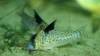 brevirostris01jj.jpg