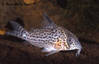 c062_species_large.jpg
