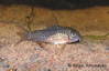 c_multimaculatus_s1_BA.jpg