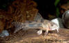corydoras_carlae_HGE.jpg