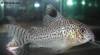 corydoras_copei.jpg