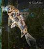 corydoras_sp_c114.jpg