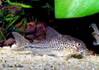 corydoras_sp_c129.jpg