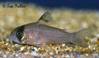 corydoras_sp_c139.jpg