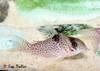 corydoras_sp_cw001.jpg