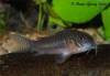 corydoras_sp_cw039.jpg