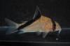 corydoras_sp_rio_jurua_species_large_CW088_SG.jpg