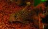 loretoensis_2331_RH.JPG
