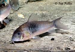 corydoras_sp_cw026.jpg