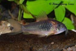corydoras_sp_cw041.jpg