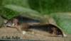 corydoras_sp_cw007.jpg
