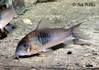 corydoras_sp_cw026.jpg