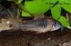 corydoras_sp_cw041.jpg