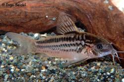 Corydoras_nanus_from_Gran_Rio_1200.jpg