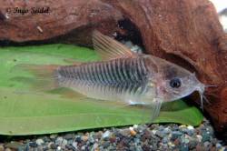 Corydoras_sp_CW048_800.jpg