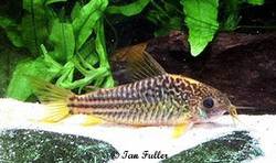 corydoras_sp_c123.jpg