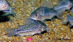 corydoras_sp_c132.jpg