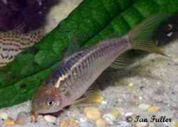 corydoras_sp_cw008.jpg