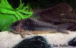 corydoras_sp_cw019.jpg