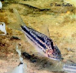 corydoras_sp_cw029_2.jpg