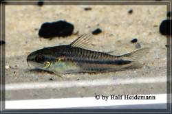 pygmaeus_img_0132_kopie_600.jpg
