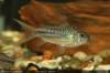 --Corydoras_sp_CW110_1.jpg