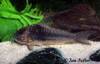 corydoras_sp_cw019.jpg