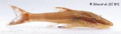 Hisonotus_acuen_live_LBP_16284_1200.jpg