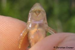 Hisonotus_chromodontus_IMG_5852_1200.jpg
