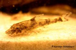 Parotocinclus_britskii_KS_8018.jpg