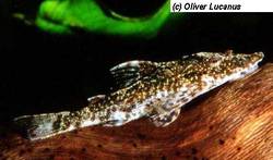 Parotocinclus_cf_eppelyi_von_Oliver_Lucanus.jpg