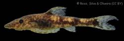 Parotocinclus_dani_HT_MZUSP_120737_lat.jpg