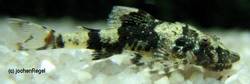 Parotocinclus_sp_Peru_2_von_Jochen_Regel.jpg