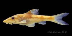 Rhinotocinclus_bockmanni_PT_MCP_46046_lat.jpg