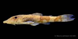 Rhinotocinclus_collinsae_HT_AMNH_55433_lat.jpg