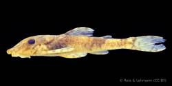 Rhinotocinclus_discolor_HT_MHNLS_26183_lat.jpg