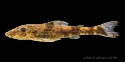 Rhinotocinclus_kwarup_HT_MZUSP_125830_lat.jpg