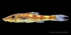 Rhinotocinclus_marginalis_HT_MCP_54748_lat.jpg